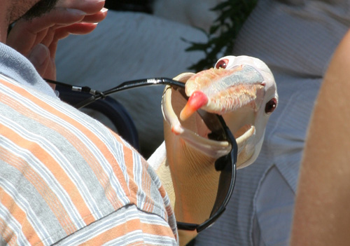 Pelikan mit Sonnenbrille im Schnabel